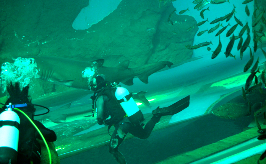 El Acuario de Sevilla abre sus puertas este martes | InfoHuevar, prensa ...