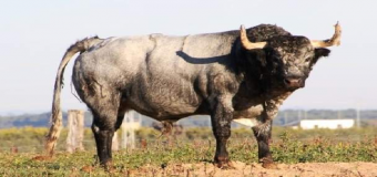 Un  toro Manriqueño del Partido Resina será el toro de del «V Centenario»