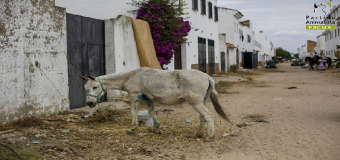 El otro Rocío – caballos que dejan su vida en la arena