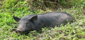 Emergencia por cerdos asilvestrados en localidades de Cádiz, Málaga y Sevilla.