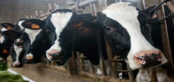 Ayuda de 300 euros por vaca para ganaderos que no cubran costes de producción