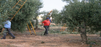 Curso en Huévar de poda del olivo