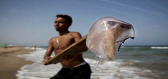 Las medusas volverán a llegar este verano y con especies mas peligrosas