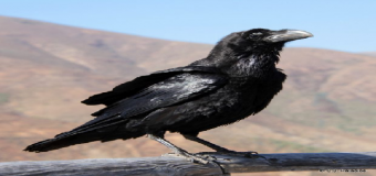 La incultura declara la guerra al amenazado cuervo canario