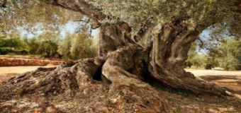 El olivo más viejo de España tiene 1.701 años y está en Ulldecona