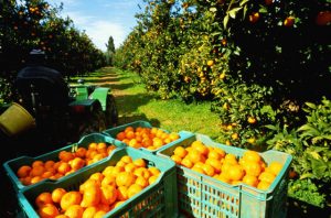 precios-naranjas-exportacion-2-300x198