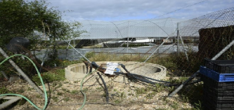 Más de 800 pozos ilegales secan Doñana con la permisividad de las autoridades