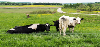 Andalucía da luz verde a un plan de urgencia por la sequía para la alimentación del ganado ecológico