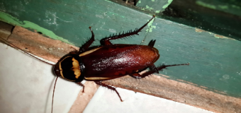 Riesgo “muy alto” de plaga de cucarachas por la humedad: cuatro consejos para evitarlas
