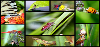 Corredor Verde del Guadiamar «Insectos»