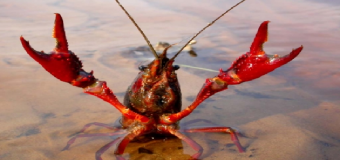 NATURALEZA – El cangrejo rojo se queda sin su charca