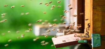 Los plaguicidas merman las funciones cerebrales de las abejas