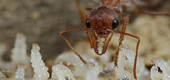 La hormiga de fuego hace su aparición en España