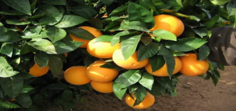 El precio de las naranjas sigue en caída libre