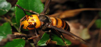 Tras la avispa velutina, los apicultores españoles alertan de la llegada de una más peligrosa: la mandarina