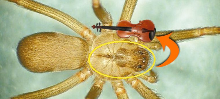 Araña violín 