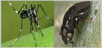 Prepárense para un verano problemático: Llegan la mosca negra y mosquito tigre