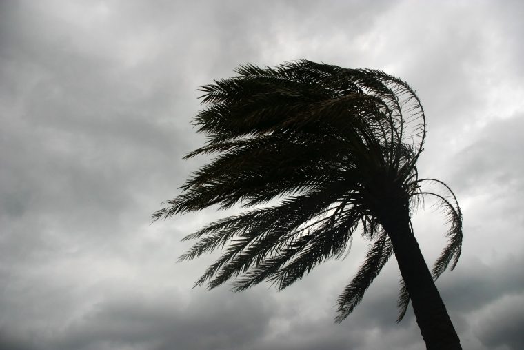 Palmea aguan el embiste del viento 