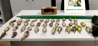CERCO AL FURTIVISMO – Incautan en Coria 53 aves cazadas ilegalmente para su consumo como ‘pajaritos fritos’