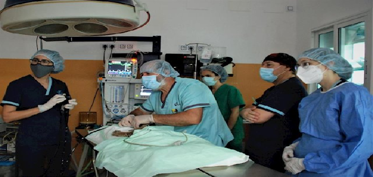 Intervención en quirófano de un cachorro de lince en el Hospital Veterinario Guadiamar de Sanlúcar la Mayor (Sevilla). - HOSPITAL VETERINARIO GUADIAMAR