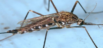 ALERTA – El mosquito japones ya esta aquí