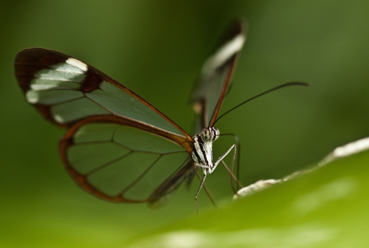 Glasswing-Butterfly-with-Transparent-Wings-3
